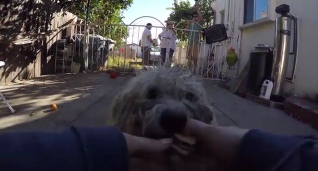 With 3 Inches Of Matted Fur, You Will Not Believe What This Dog Looks Like After Rescue