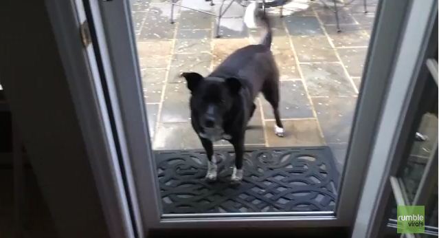 Dog Makes His Owner Open An Invisible Door Before He Comes Inside