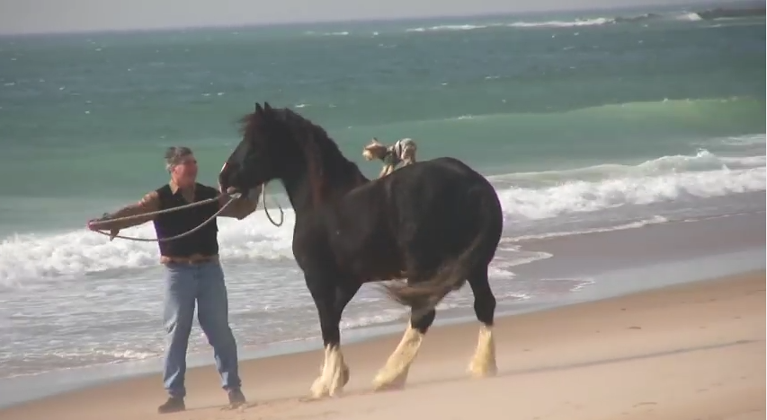 When You See This Mare Running On The Beach With Her Pals, Your Heart Will Swell