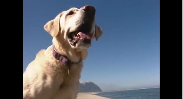 This Blind Dog Was Supposed To Be Put Down, But His Rescue Resulted In A Miracle