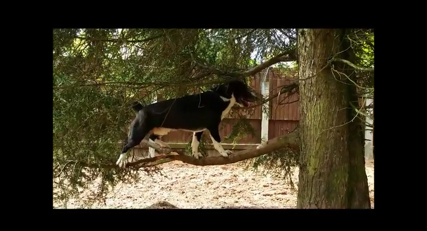 Dog Takes Page Out of Cat Playbook and Climbs Trees