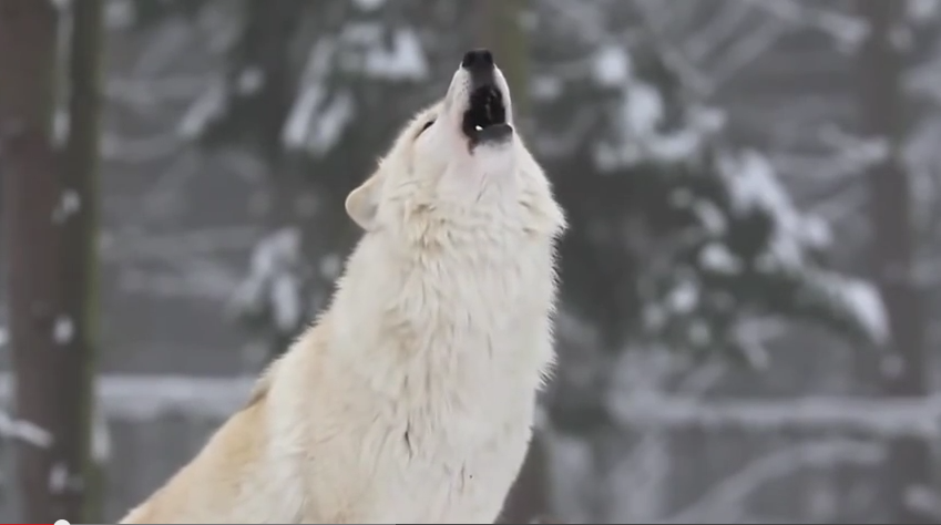 What These Wolves Did Will Blow Your Mind!