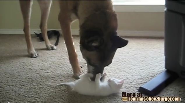 Watch A Retired Military Dog Meet His New Kitten
