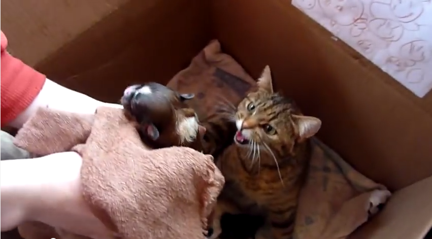 This Momma Cat Didn’t Plan For One More Baby, But She Gladly Accepted!