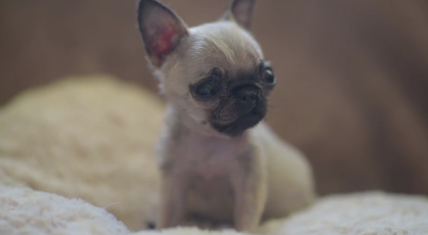 World’s Smallest Pug Is Less Than Four Inches Tall
