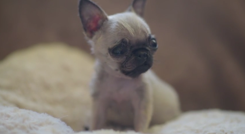 tiniest pug in the world