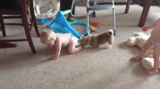 Baby Reacts In The Cutest Way When A Puppy Starts Pulling On His Diapers