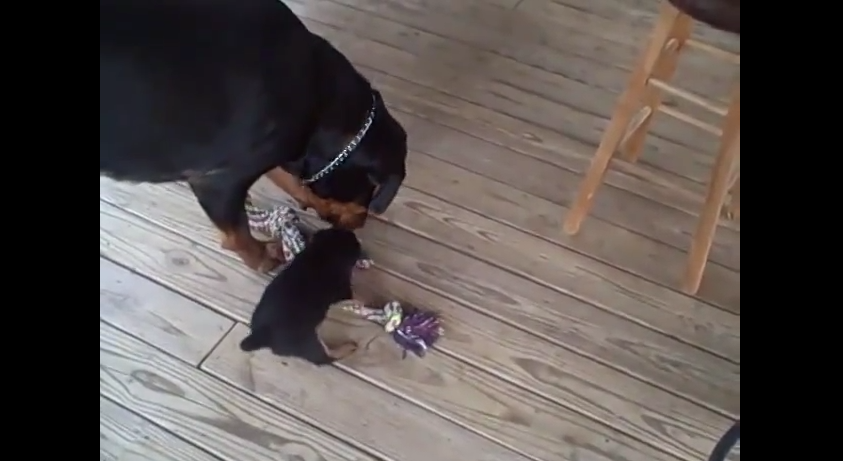 Little Puppy Plays Tug Of War With The Big Dogs