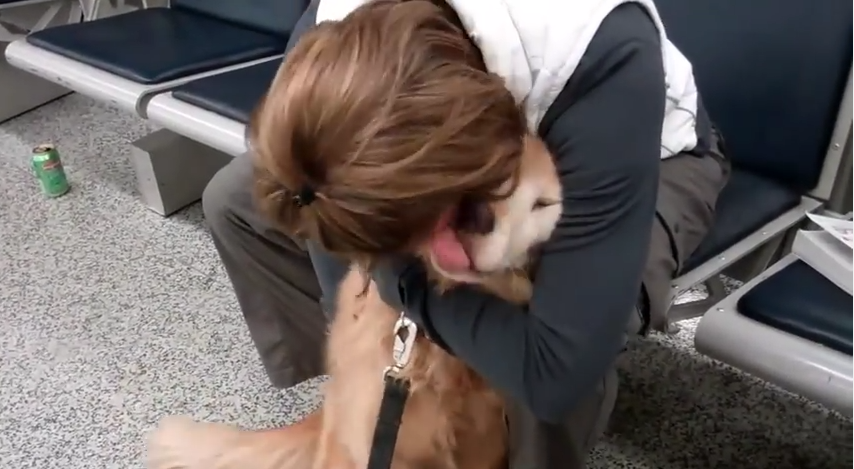 Senior Golden Retriever Is Overwhelmed With Excitement When Her Military Mom Comes Home