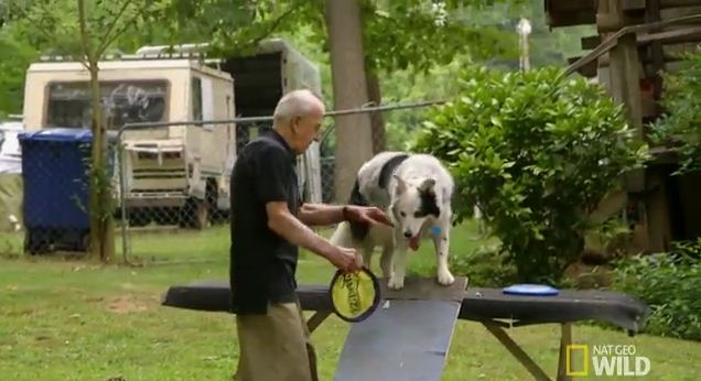 This Border Collie May Be Smarter Than People You Know
