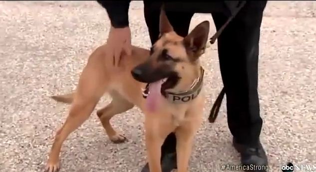 These Dogs On ‘Death Row’ Are Being Given An Amazing Second Chance…Wait Until You See How