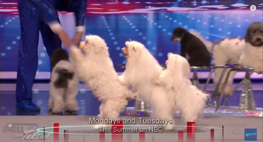 These Incredible Dogs Jump Rope, Dance, & Do The Conga