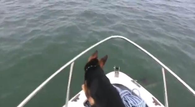 Dog Wants to Go Swimming