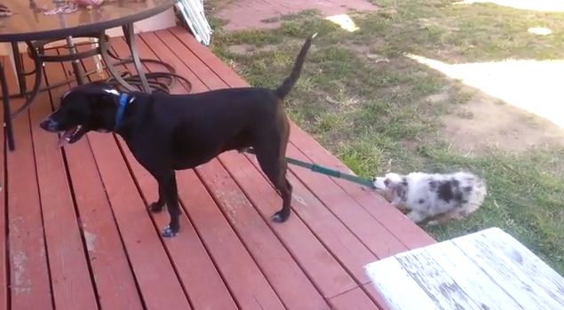 This Puppy Won’t Take No For An Answer When She Wants To Take Her Bro For A Walk
