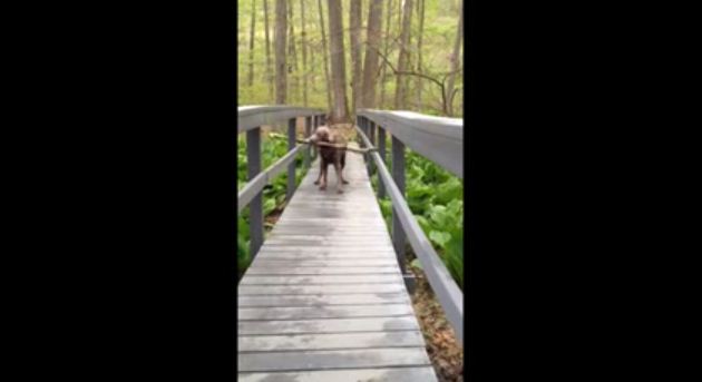 Most Determined Dog Ever Struggles To Carry Giant Stick Across Small Bridge