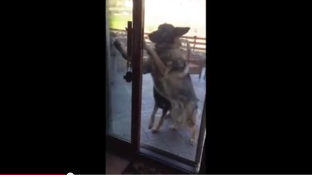 This Dog Has Better Manners Than Most People – Wait Till You See What He Does!