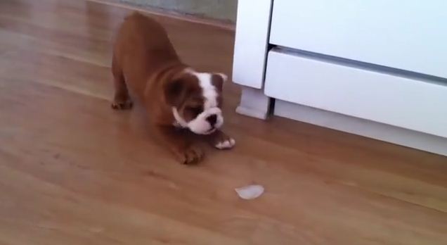 Adorable Baby Bulldog Has Hysterical Time With An Ice Cube