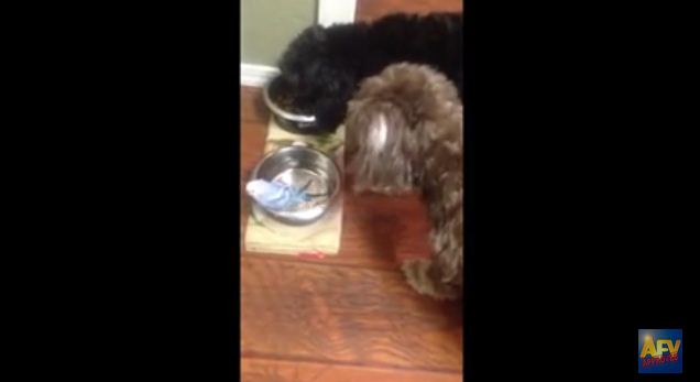 Bird Makes Dog Wait His Turn So She Can Take A Bath In His Water Bowl