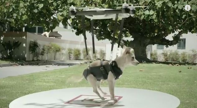 Drones Deliver Puppy