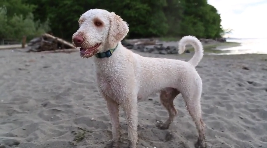 Video: Dog Has a Blast in Seattle