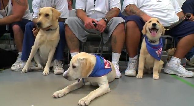 Puppies Raised By Prison Inmates Become The Good Citizens They Wish They Could Have Been