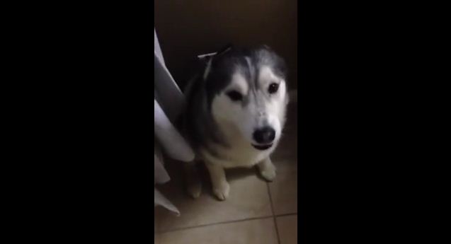 When It’s Time To Take A Bath, This Pup Puts Up A Hilarious Fight…Too Cute!