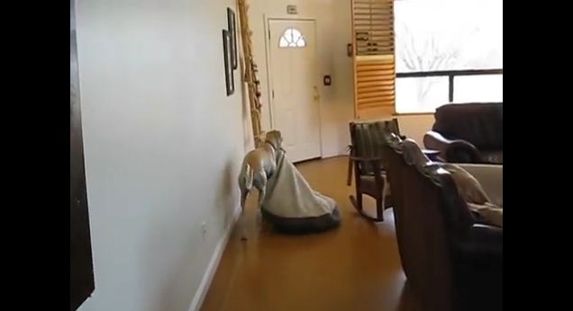 This Rescued Racing Greyhound Takes His Nap Time VERY Seriously