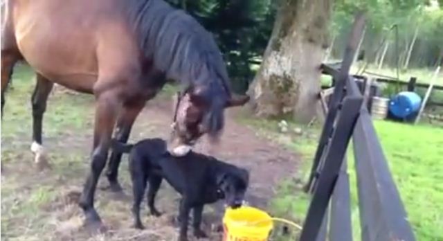 This Happy Horse Has The Cutest Best Friend A Mustang Could Ask For