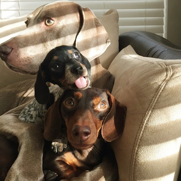 Just Try Not To Smile When You See This Adorable, Snuggly Dog Family