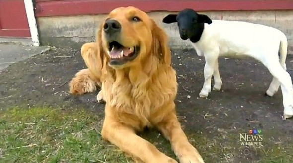 Loving Puppy Adopts Lamb Whose Mother Didn’t Want Her