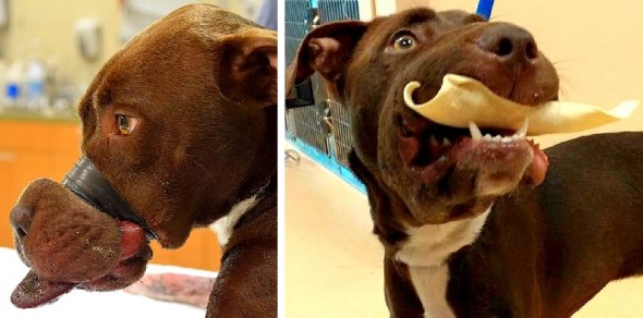Dog Found with Muzzle Taped Shut Making Remarkable Recovery