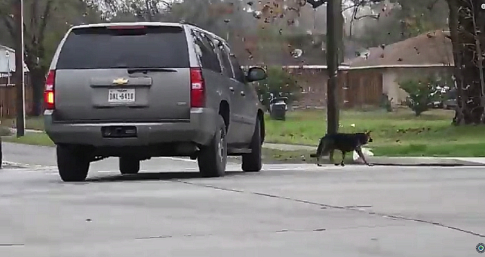 Heartwarming Rescue Of A German Shepherd From A Busy Houston Street