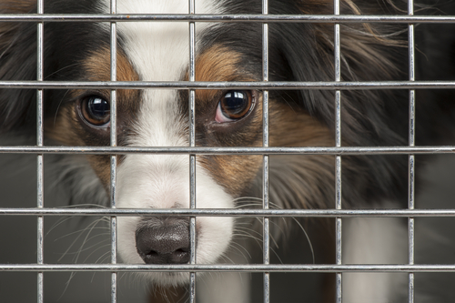 To Crate Or Not To Crate? A Closer Look At An Important Question All Dog Owners Must Face