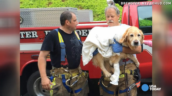 When You Find Out What This Hero Service Dog Did For His Blind Owner…Wow