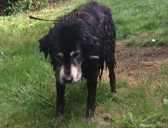 Wash. Firefighters Rescue Dog Trapped in Swamp