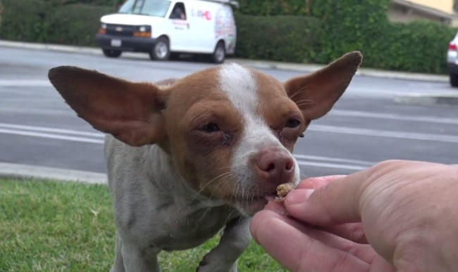 They Rescued These Abandoned Chihuahuas Just In Time For One To Say Goodbye