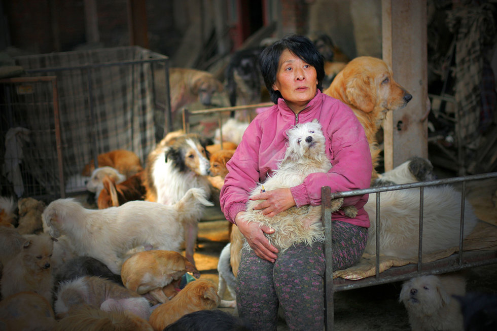 Retired Teacher Spends Life Savings Buying Stray Dogs, Saving Them from Yulin Festival