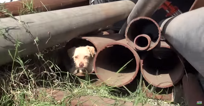 They Expected A Mother Dog & Her 3 Pups Instead They Found THIS