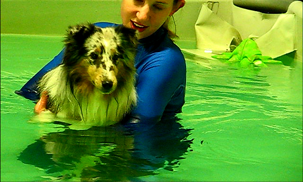 How To Teach Your Dog Not To Be Afraid Of Water