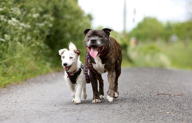This Blind Jack Russell Has His Own Guide Dog And The Inseparable Pair Need A New Home