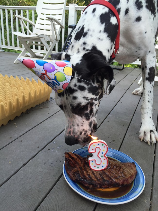 Every Year, This Dog Owner Does Something So Adorable For His Pup’s Birthday