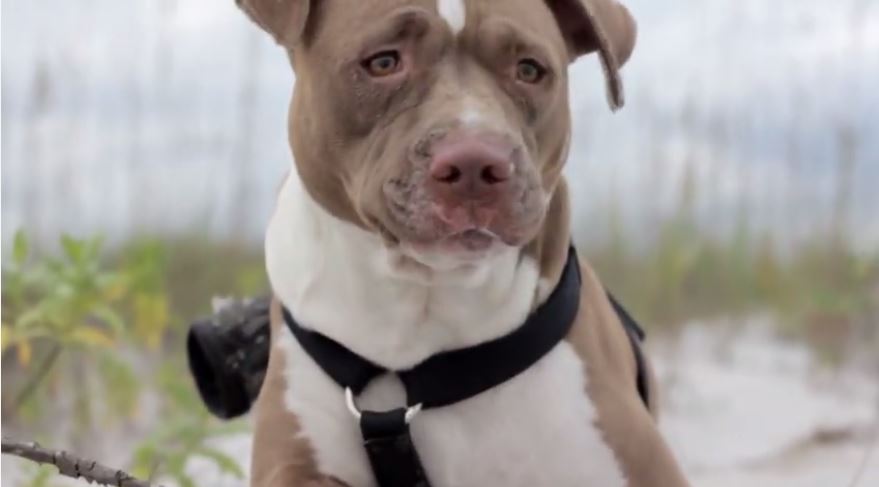 Watch a rescued pit bull experience the beach for the first time