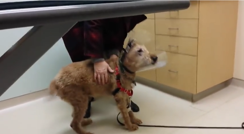Seeing This Dog’s Reaction To Regaining His Sight Will Make Your Heart Swell