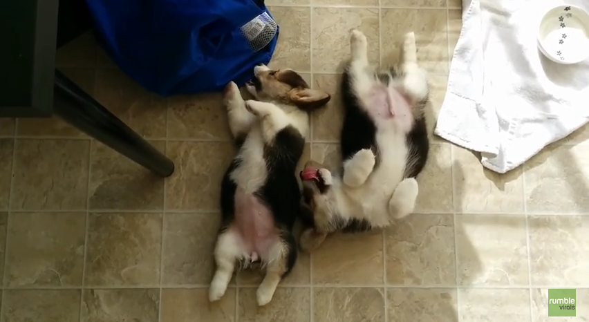 You Will Not Be Able To Stop Smiling When You See These Playful Corgi Puppies