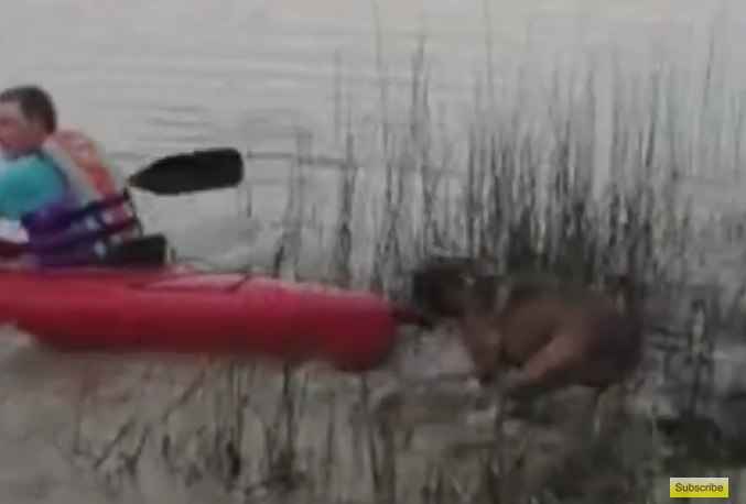 Protective Dog Decides His Owner Shouldn’t Go Kayaking