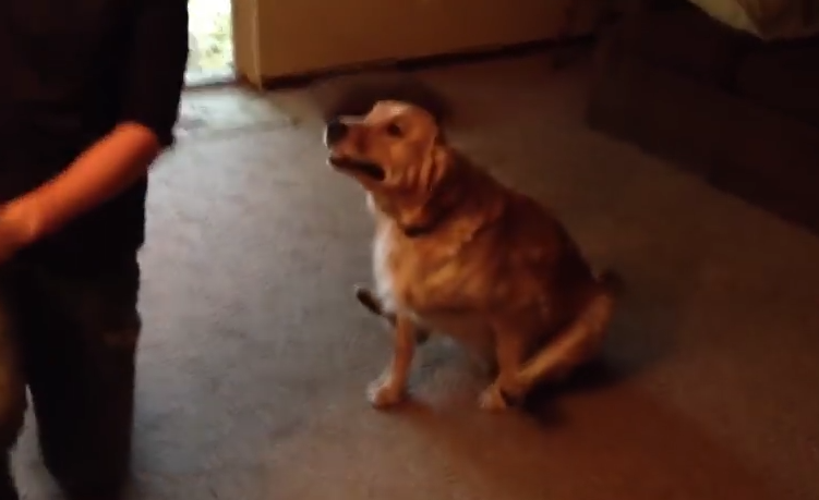 Owner Rolls On Floor Laughing When This Dog Copies His Movement To A Tee