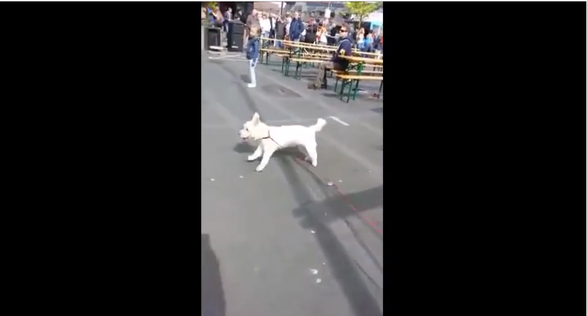 She Brought Her Senior, Deaf Dog To A Rock Show But Never Expected Him To Do This