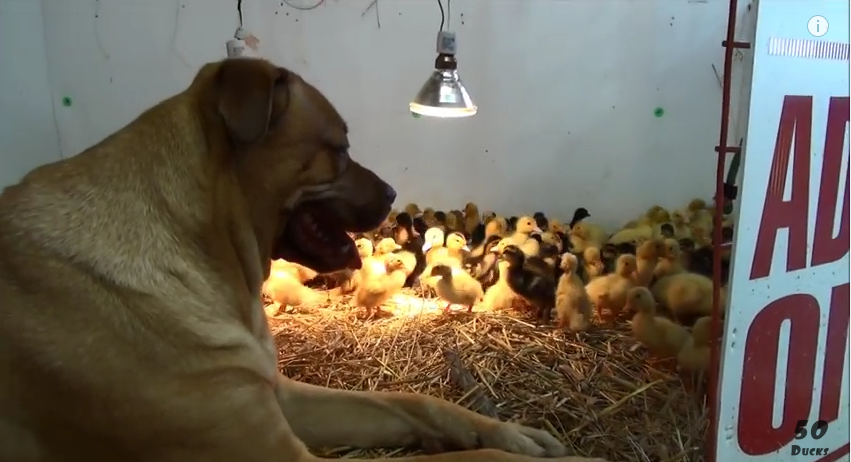 A Big, Tough Dog Carefully Watches Over 200 Baby Ducklings