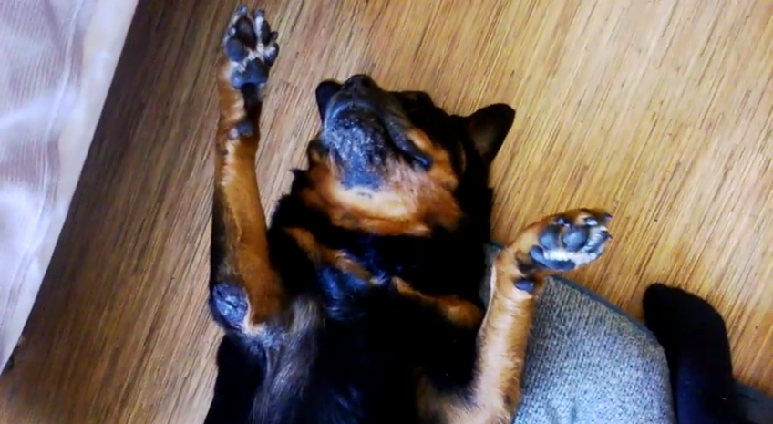 Smart And Stubborn Dog Plays Dead To Avoid Taking His Medication