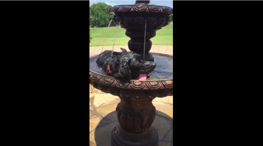 They Thought Their Dog Was Lost On A Hot Day But Then They Heard Splashing In The Backyard